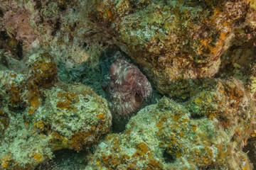 Naklejka na ściany i meble Octopus king of camouflage in the Red Sea, Eilat Israel 