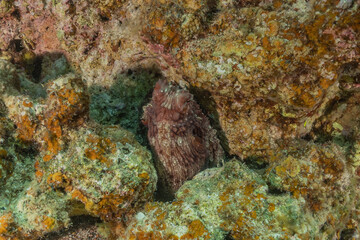 Octopus king of camouflage in the Red Sea, Eilat Israel 
