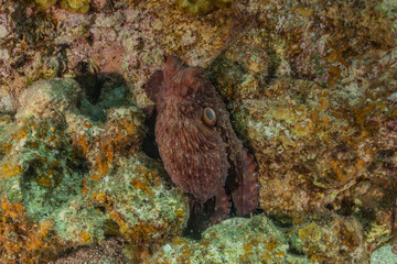 Octopus king of camouflage in the Red Sea, Eilat Israel 
