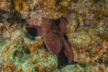 Obraz na płótnie Canvas Octopus king of camouflage in the Red Sea, Eilat Israel 