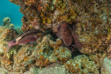 Octopus king of camouflage in the Red Sea, Eilat Israel 
