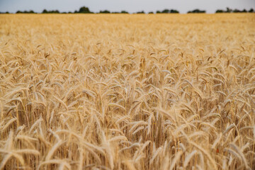 Wheat ears on a wind at sunset, yellow warm light, ripe cones, France, Provence, horizon, gold, rye field, sunset light, backlit