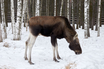 Moose in the reserve in winter.