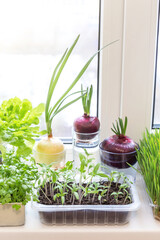 Growing microgreens, green onion and various edible greens, lettuce leaves, microgreens on windowsill at home in sunlight