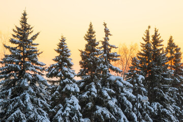 Beautiful calm evening winter forest.