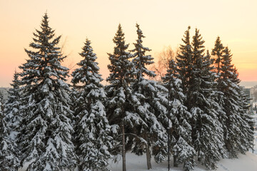 Beautiful calm evening winter forest.