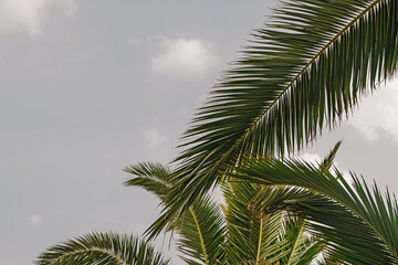 Palm tree leaves on the blue sky