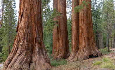 Bachelor and three graces sequoia trees - up close - obrazy, fototapety, plakaty