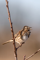 singing sparrow on a branch