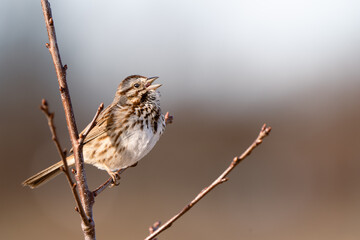 song sparrow on a branch