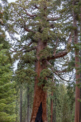 A view of the Grizzley Giant Sequoia tree at Yosemite national Park in Mariposa Grove.