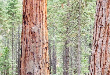 Baby Sequoia Trees viewed up close in a pine tree woodland