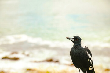 Close up image of magpie sitting on fence with beach in background