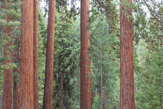 Redwood trees in a pine tree forest - Up close