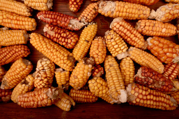 Dried ripe corn cobs. Corn in a wooden box.