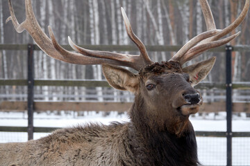 Spotted deer in the reserve in winter.