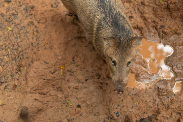 Obraz premium Wild pig standing in the mud next to a small puddle