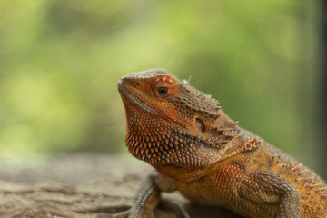 Naklejka premium Close up of a beautiful orange central bearded dragon