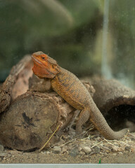 An orange central bearded dragon on a log behind glass