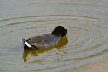 Red fronted Coot eating in a lagoon, Patagonia, Argentina