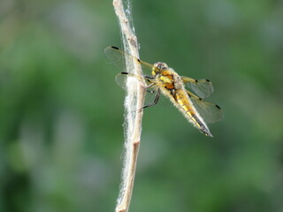 dragonfly on a branch