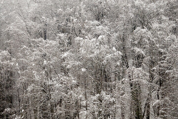 Winter natural landscape of snow-covered trees in the mountains.