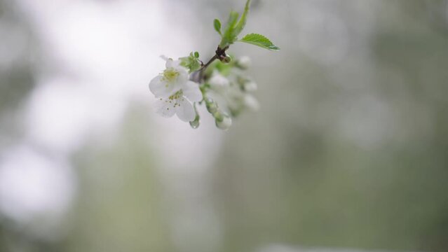 blooming tree