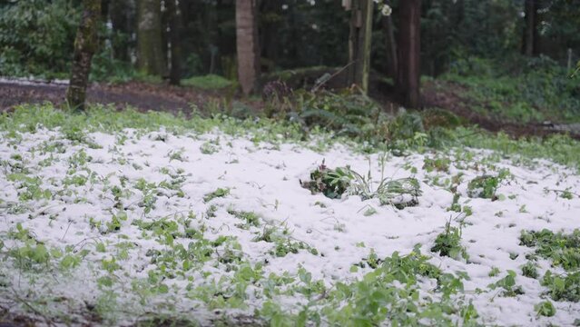 flowers in the forest