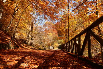 View onto picturesque bridge in the woods around Rila Monastery in autumn