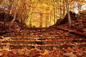 Stairway covered in leaves and colorful treetops in the background at Rila