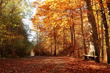 Naklejka premium Path in the park surrounding Rila Monastery in autumn with bench