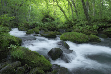 Obraz premium 新緑の奥入瀬渓流