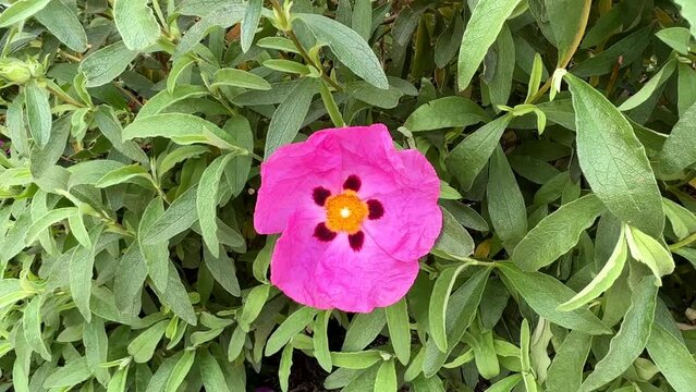 4K HD video zooming in on a Cistus perpureus, purple rock rose, flower blooming with fresh green leaves behind. A sun and heat-loving shrub with showy rose-purple blooms with maroon spots.
