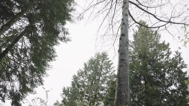 trees in the forest