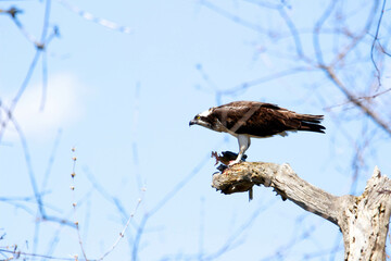 Fototapeta premium Series of photos showing an osprey bird eating a fish 