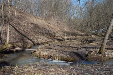 park.spring. Creek. spring forest. thawed patch. first sprout. rebirth. holiday of life. prosperity. branch . stem. first flower.
