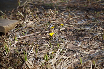 park.spring. Creek. spring forest. thawed patch. first sprout. rebirth. holiday of life. prosperity. branch . stem. first flower.