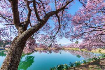 日本の春　満開の桜横構図