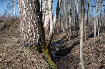 park.spring. Creek. spring forest. thawed patch. first sprout. rebirth. holiday of life. prosperity. branch . stem. first flower.