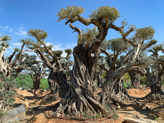 Old bizarre olive trees in moshav Zimrat