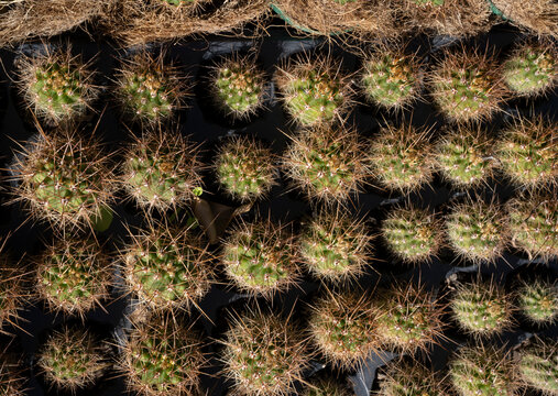Growing cactus. Top view of many baby Echinopsis atacamensis, also known as Cardon.