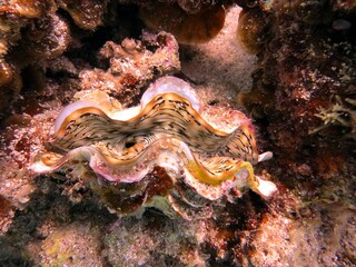 giant clam from the red sea