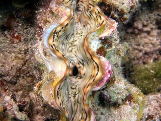 giant clam from the red sea