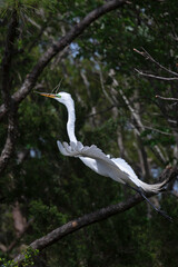 Great Egret flying in a wetland marsh with a stick for nest building.