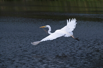 Great Egret flies over a small lake, carrying a stick for nest building during mating season.