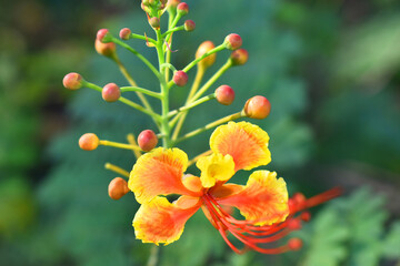 Red and yellow flower close up in nature. Tropical flowers