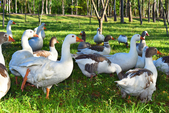 A flock of domestic white geese walk across a rural poultry yard