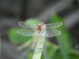 dragonfly on a leaf