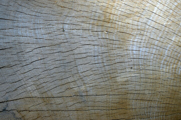 Chopped tree wood close up texture
