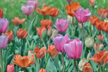 美しいチューリップの花　